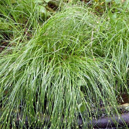 CAREX remota