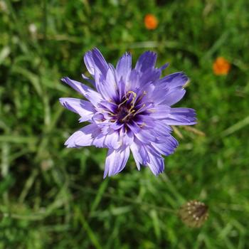 CATANANCHE caerulea