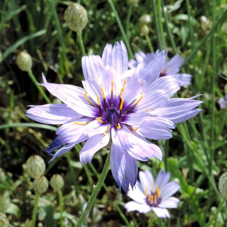 CATANANCHE