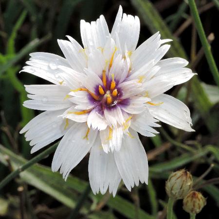 CATANANCHE caerulea 'Alba'