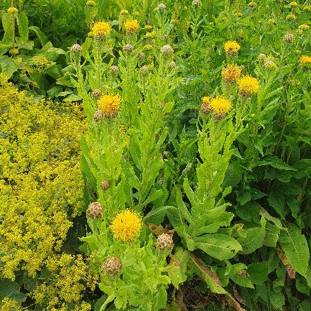 CENTAUREA macrocephala