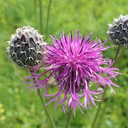 CENTAUREA scabiosa