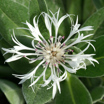 CENTAUREA montana 'Alba'