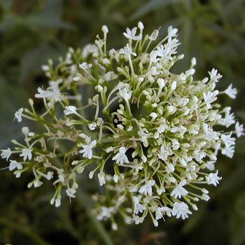 CENTRANTHUS