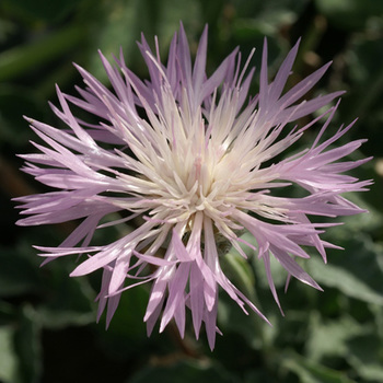 CENTAUREA simplicicaulis