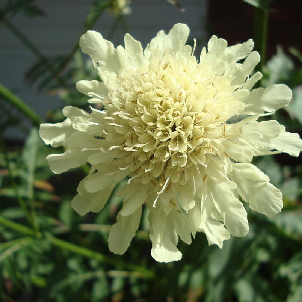 CEPHALARIA