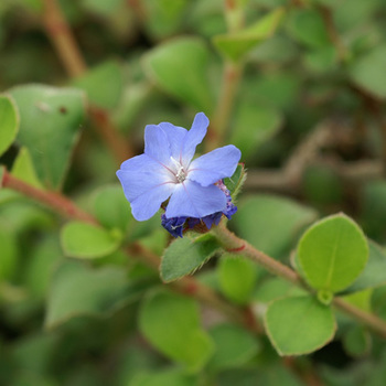 CERATOSTIGMA