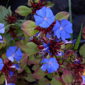 CERATOSTIGMA plumbaginoides