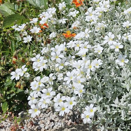 CERASTIUM tomentosum var. columnae