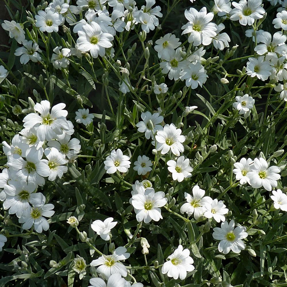 CERASTIUM tomentosum var. columnae