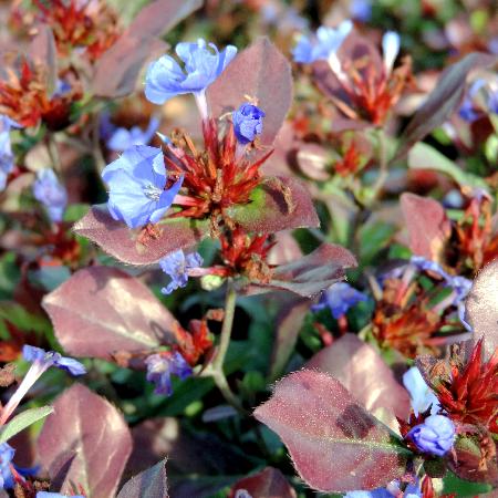 CERATOSTIGMA plumbaginoides