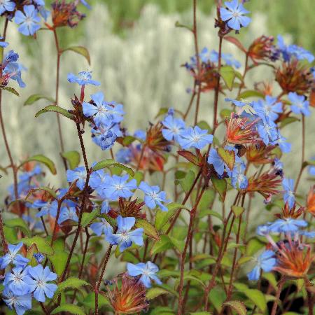 CERATOSTIGMA willmottianum