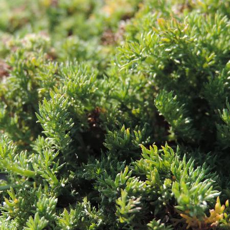 CHAMAEMELUM nobile 'Treneague'