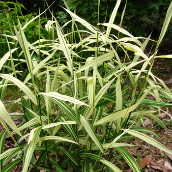 CHASMANTHIUM latifolium 'River Mist' ®