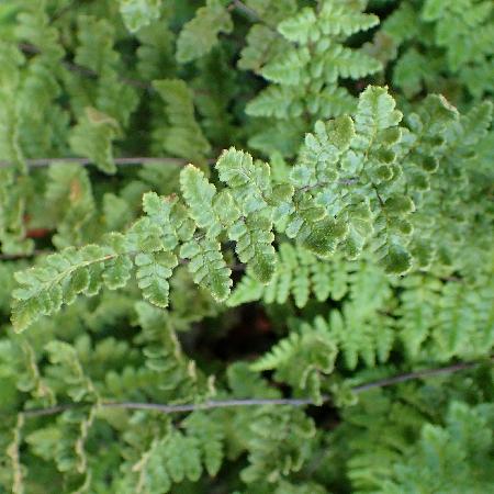 CHEILANTHES lanosa