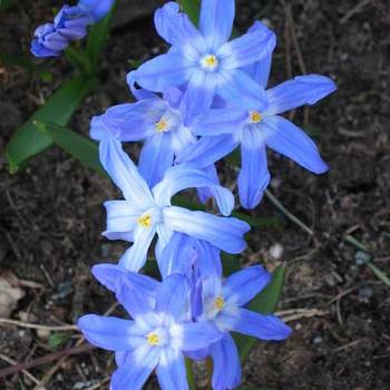 CHIONODOXA forbesii 