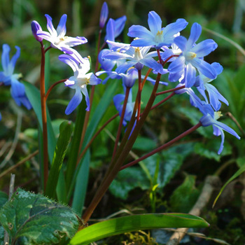 CHIONODOXA  luciliae