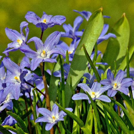 CHIONODOXA forbesii 