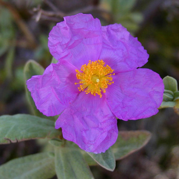 CISTUS albidus