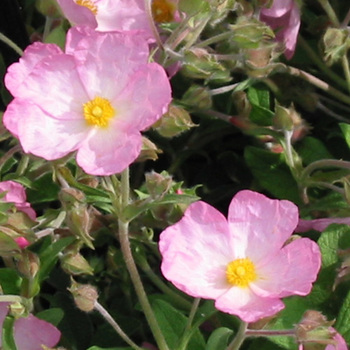 CISTUS lenis 'Grayswood Pink' (C. parviflorus)