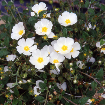 CISTUS obtusifolius