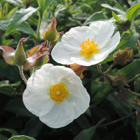 CISTUS psilosepalus