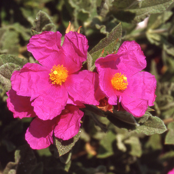 CISTUS pulverulentus