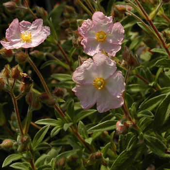 CISTUS skanbergii