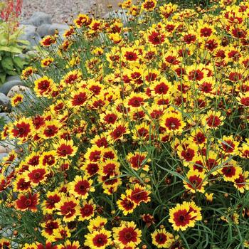 COREOPSIS verticillata 'Bengal Tiger' ®