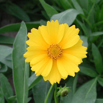 COREOPSIS grandiflora 'Badengold'
