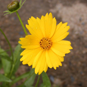 COREOPSIS grandiflora 'Etoile d'Or'