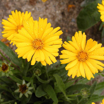 COREOPSIS grandiflora 'Sonnenkind'