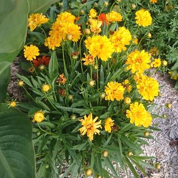 COREOPSIS grandiflora 'Sunray'