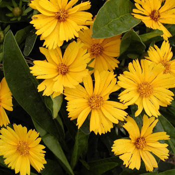 COREOPSIS lanceolata 'Goldfink'