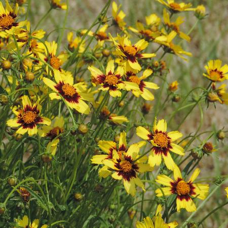 COREOPSIS 'Cosmic Eye'