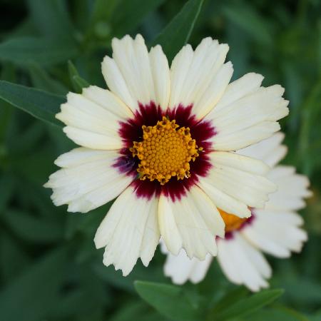 COREOPSIS 'Redshift'