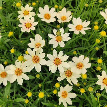 COREOPSIS 'Star Cluster'