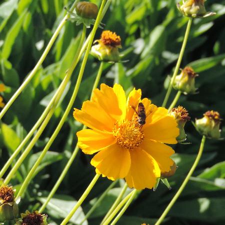 COREOPSIS grandiflora 'Badengold'