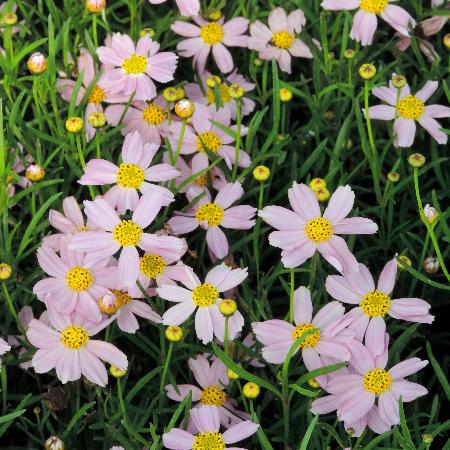 COREOPSIS rosea 'American Dream'