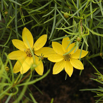 COREOPSIS verticillata 'Grandiflora'