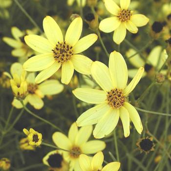 COREOPSIS verticillata 'Moonbeam'