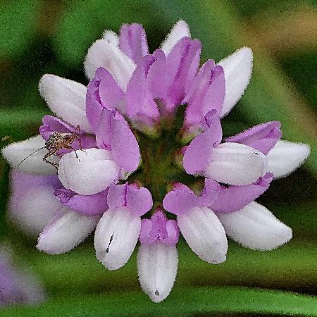 CORONILLA