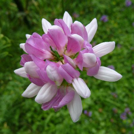 CORONILLA