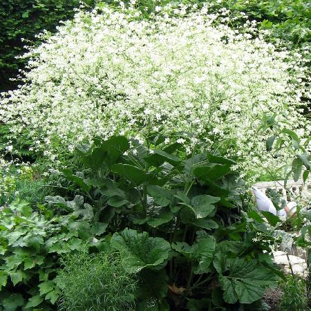 CRAMBE