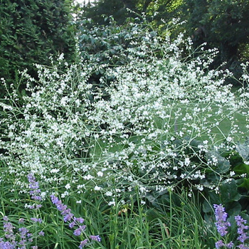 CRAMBE