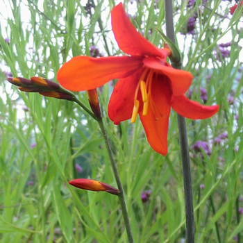 CROCOSMIA 'Babylon'