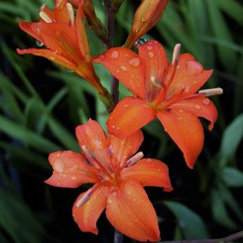 CROCOSMIA