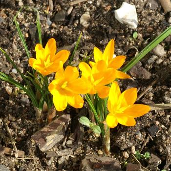 CROCUS flavus