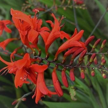 CROCOSMIA 'Lucifer'