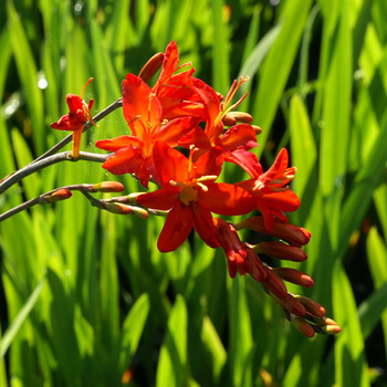 CROCOSMIA 'Mistral'